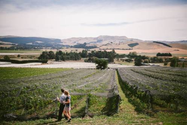 Discover one-of-a-kind, natural, organic, and minimally invasive wineries to explore in New Zealand with an emphasis on natural winemaking techniques